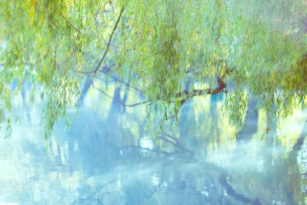 柔和的浅绿色背景 叶子的天然背景 垂柳树和水面挂着的枝条 — 图库照片