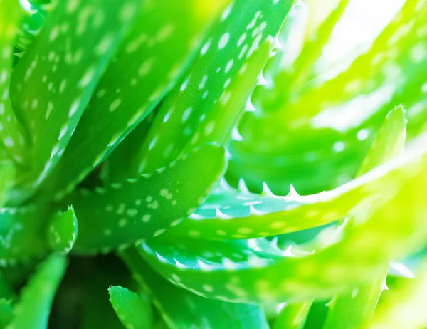 Растение Алоэ Вера Оставляет Фон Естественный Фон Плоти Ярко Зеленые — стоковое фото
