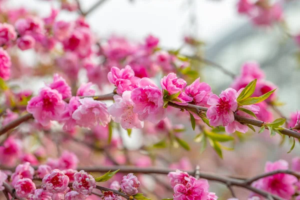 Blommig bakgrund. Våren färska blommor — Stockfoto