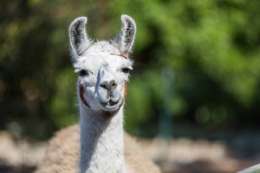 Lama portresi resmi kapat