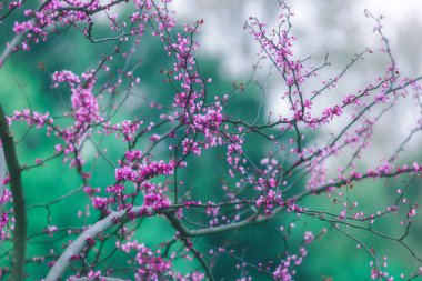 Parlak zümrüt yeşil arka planda Cercis kanadensis 'in mor çiçekleri