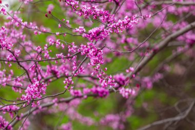 Cercis kanadensis 'in mor çiçekleri