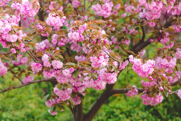 Vårens bakgrund. Färska blommor — Stockfoto