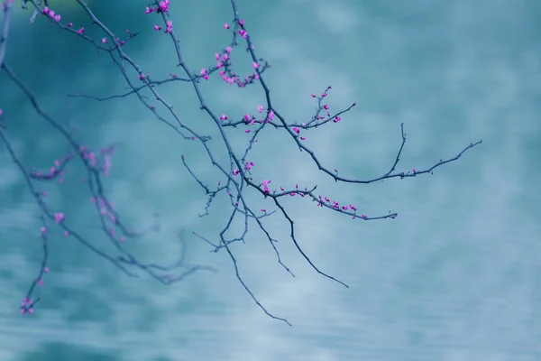 Zarte Zweige mit rosa Blüten auf einem verschwommenen blauen Hintergrund — Stockfoto