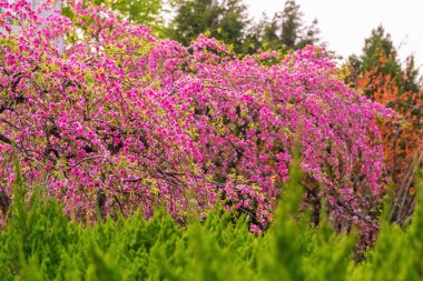 Çiçekli meyve bahçesi. Bahar çiçekleri arka planı. Çiçekli şeftali ağaçları. Mor çiçekler. Doğal çit