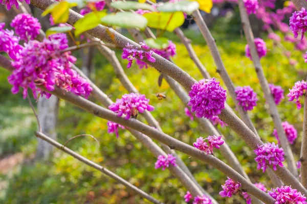 Bunt Rosa Blommor Blommande Hjortträd Vacker Blommig Bakgrund Lila Blommor — Stockfoto