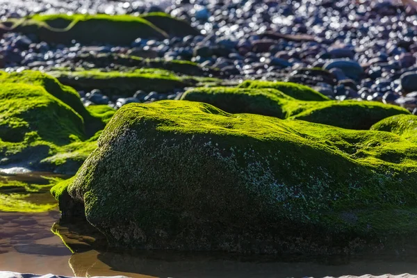 Pedras Cobertas Algas Água Lindas Pedras Verdes Praia Fundo Esmeralda — Fotografia de Stock
