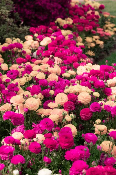 Magenta Bloemen Achtergrond Levendige Bloemen Sluiten Paars Crèmekleurig Ranunculus Bloembed — Stockfoto