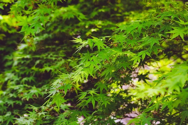 Fresh Spring Background Maple Branch Green Foliage Japanese Maple Natural — Stock Photo, Image