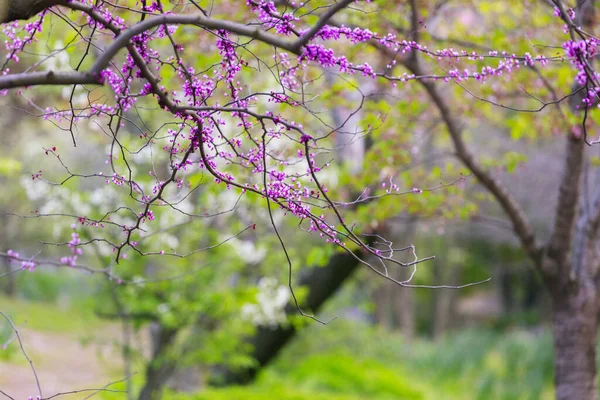 Våren blommande växt bakgrund — Stockfoto