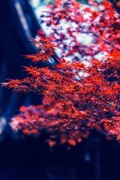 蓝色背景上的红色叶子 — 图库照片