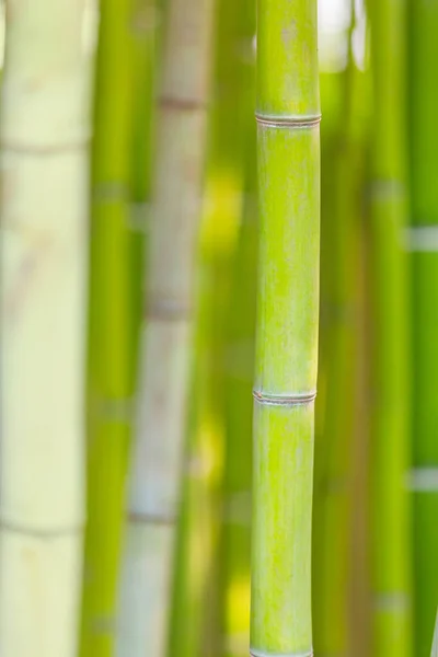 Green bamboo stems background