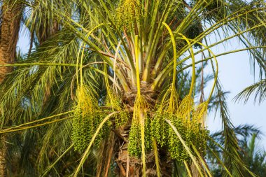 Hurma ağacının meyvesinden hem de. Birbirine girmiş kat kat tomurcukları olan,.