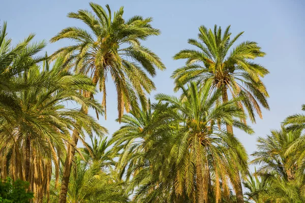 Oasis in the desert. Grove of date palm crowns on a blue sky. Tropical background. Palm leaves on blue background