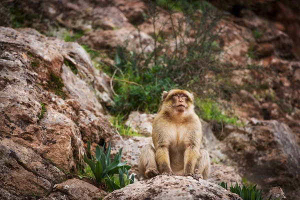 Barbary macaque leader. Magot monkey proud look. Monkey sits on a rock and looks into the distance