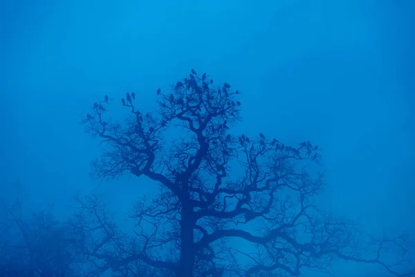 Nebelblaue Dämmerungslandschaft Mit Der Silhouette Von Ästen Und Vögeln Auf — Stockfoto