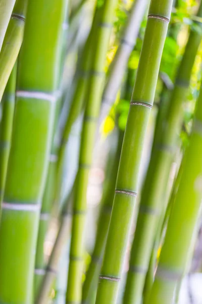 Bamboo background. Light green bamboo stems on soft blurred background. Juicy green plants. Beautiful natural botanical photography