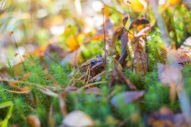 Yeşil çimenlikteki kurbağa. Bataklıkta gizlenmiş bir kurbağanın kafası. Ormandaki kurbağa yosunu ve kuru yapraklar.