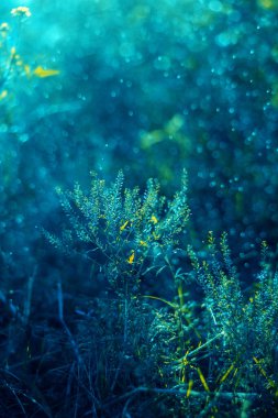 Bitkilerle yumuşak turkuaz arka plan. Soyut mavi çiçek arkaplanı. Sprigs ve çiçek sapları. Doğanın büyülü güzelliği