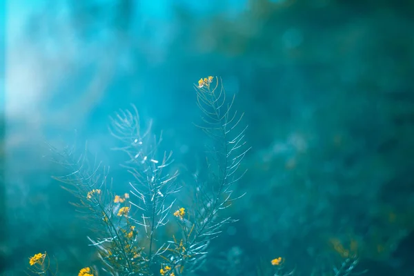 Мягкий Бирюзовый Фон Желтыми Цветами Абстрактный Цветочный Синий Фон Сприги — стоковое фото