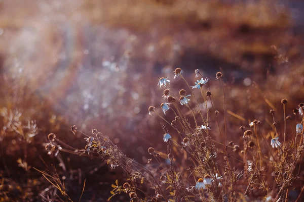 Daisies Blurred Background Beautiful Toned Photo Natural Background Warm Colors — Stock Photo, Image