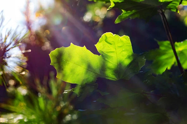 新鲜的春天背景 挪威枫叶与脉紧密相连 阳光下明亮的绿叶 自然森林夏季背景 — 图库照片