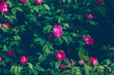 Koyu yeşil yapraklar üzerinde parlak pembe gül çiçekleri