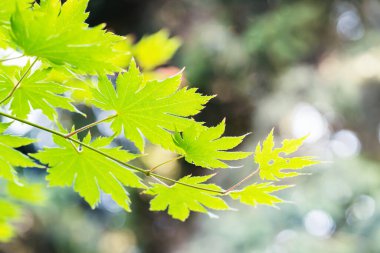 Japon akçaağacının taze yaprakları.