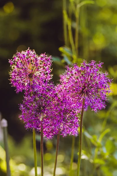 Bloeiende decoratieve allium — Stockfoto