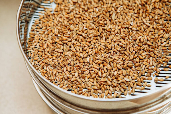 Malted grains in a sorting sieve on the table.
