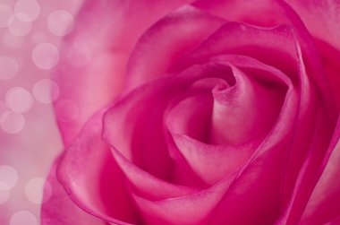 Makro pembe gül arka planı. Yakın plan..