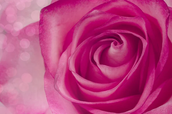 Macro Pink Rose Background Close Stock Picture