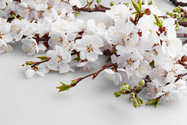 Vazoda çiçek açan kiraz. Masanın üzerinde bir buket kiraz ağacı dalı.. 