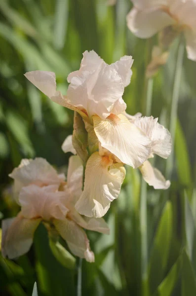 İris bahçesinde açan sarı ve beyaz İris çiçeği. Kapat.
