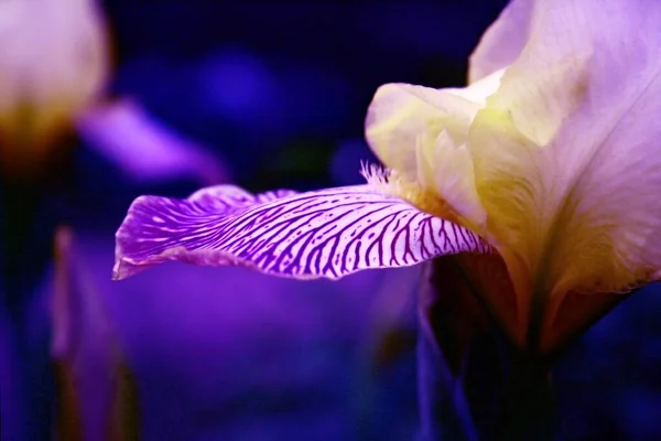 İris bahçesinde açan Violet Iris çiçeği. Kapat.