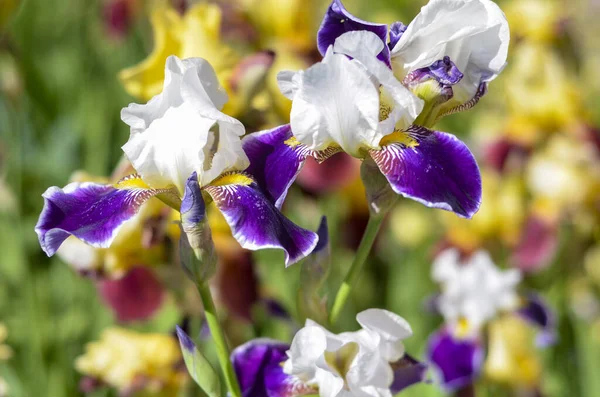 İris bahçesinde çiçek açan çok renkli İris çiçeği. Kapat.