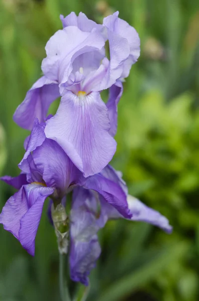 İris bahçesinde açan Violet Iris çiçeği. Kapat.