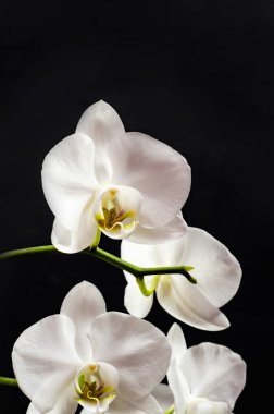 Güzel beyaz orkide siyah üzerine izole edilmiş.