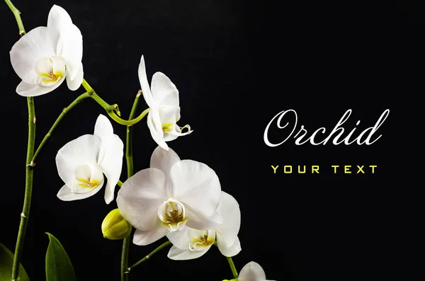 White orchid branch heavy blossoming with large white flowers on dark background. White phalaenopsis orchid branch full of flowers. Blooming orchid. Long branches of bouquet delicate orchid flowers