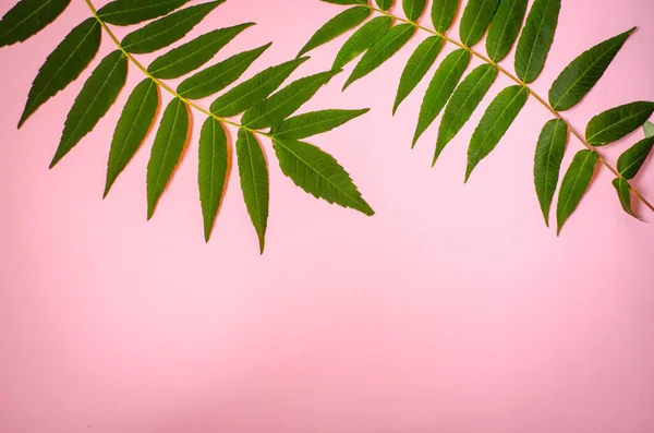 Tropikal yaprakların güzel çiçek arkaplanı ve pembe arka planda yazı için bir alan. Düz kompozisyon yaz, egzotik, seyahat, cennet, güzellik konsepti. Üst Manzara. Boşluğu kopyala