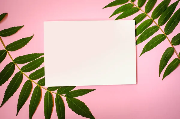 Beyaz çerçeve ve pembe arka planda tropikal yapraklar. Düz yatış, üst görünüm