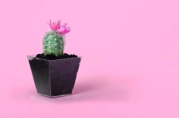 Pembe arka planda saksıda küçük bir kaktüs.