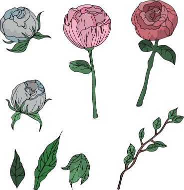 Renk ayarlandı. Pembe ve mavi şakayıklar..