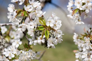 Kiraz dalı. Çiçek açan beyaz çiçekler. Kiraz Çiçekleri.