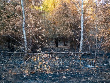 Woodland yeni köknar kazasından sonra zarar gördü