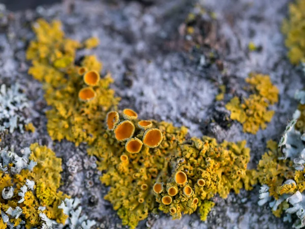 Common orange lichen growing on rock macro sho — ストック写真