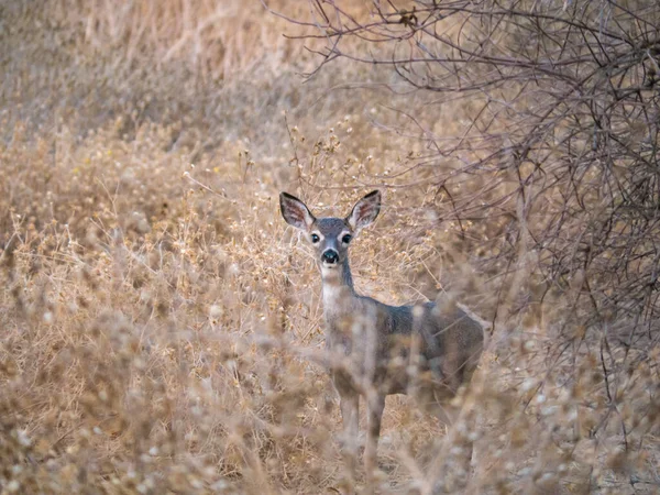 Katır geyiği (Odocoileus hemionus) tarlada portre 