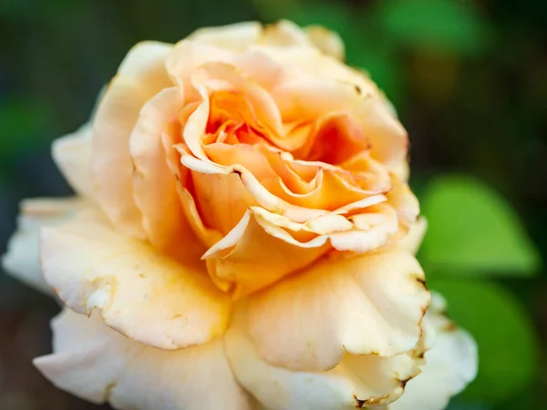 Peach colored rose close up focus sho