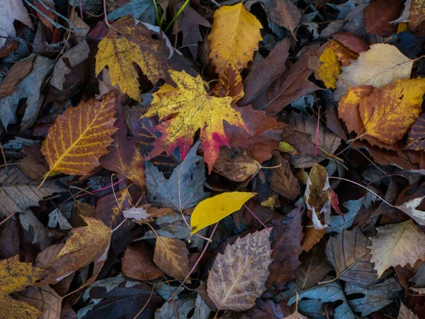 Gevallen herfst blad liter kleur op bosbodem — Stockfoto