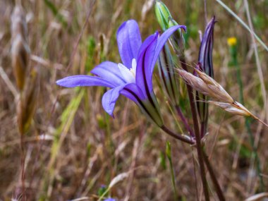 Arazi ilkbaharda kapanıyor kır çiçekleri yeniden renkleniyor 